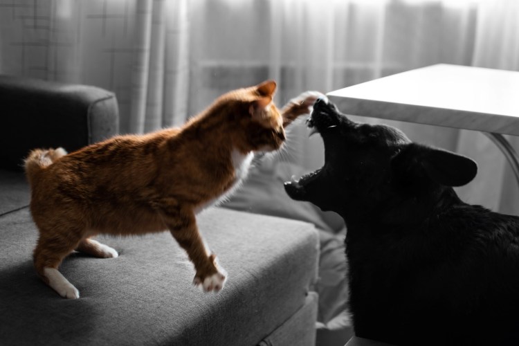 Кот и собака дерутся