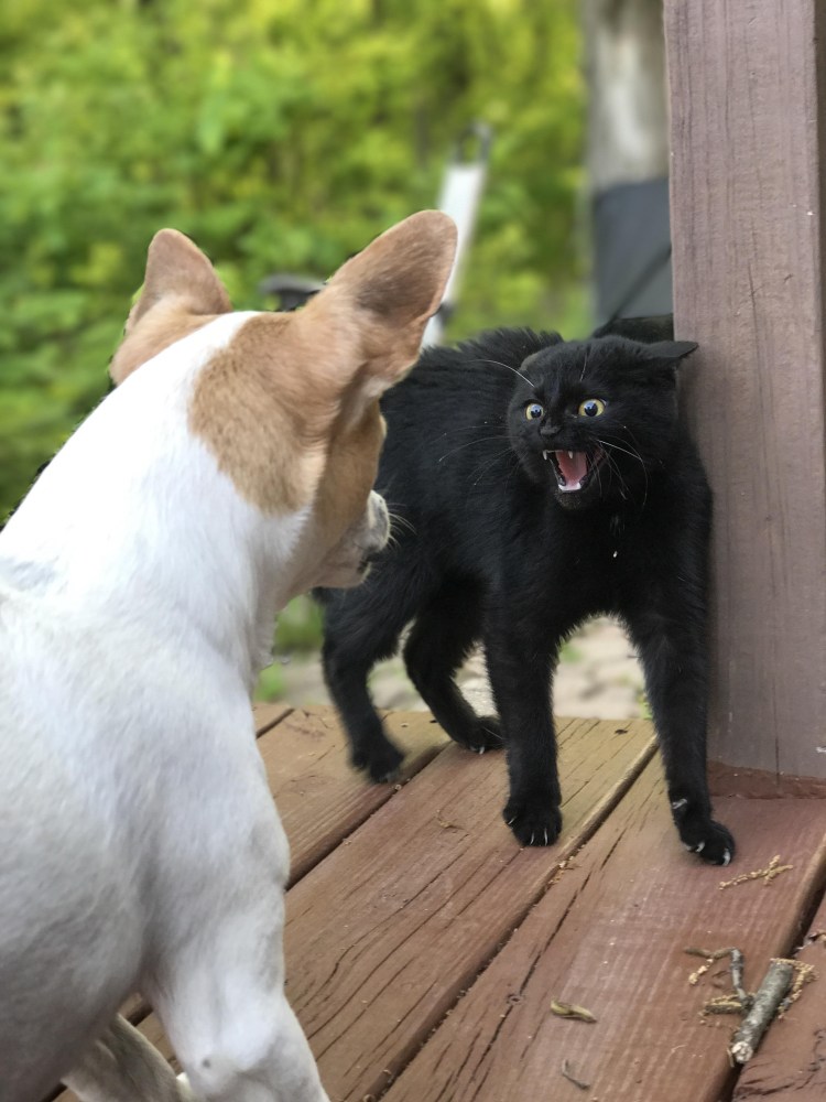 Драка кота и собаки