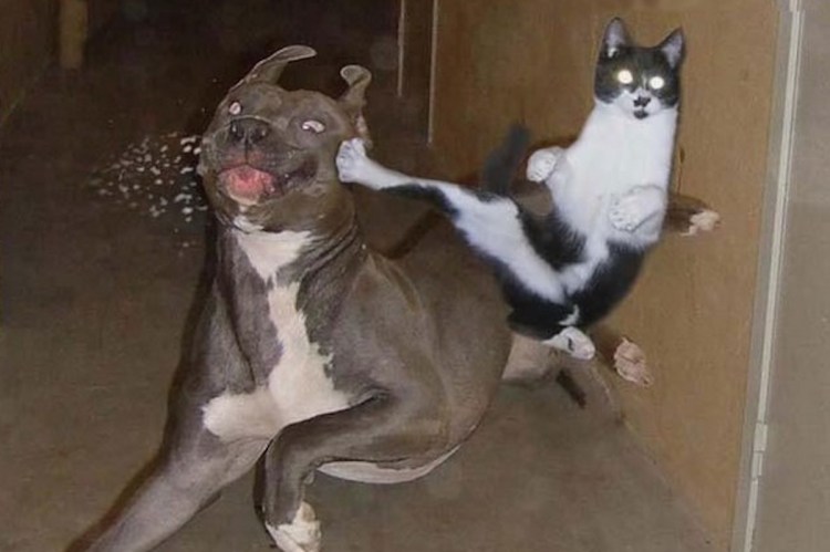 Коты дерутся