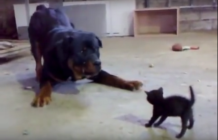 Собака рычит на белом фоне