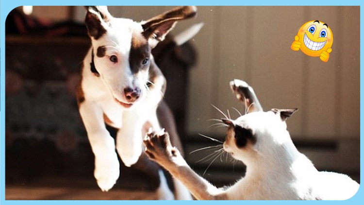 Кот нападает