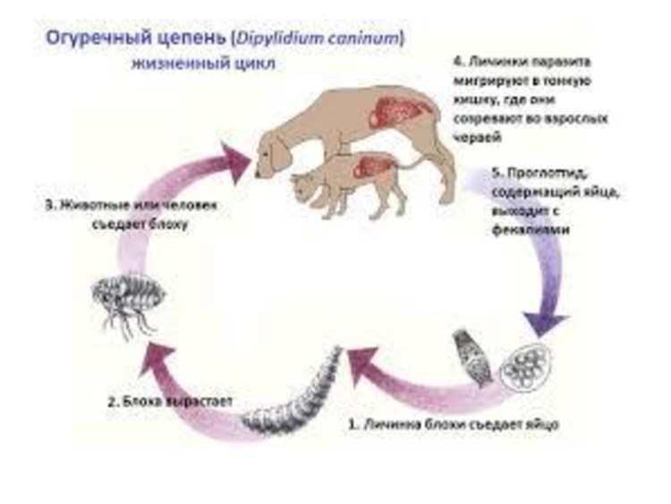 Кошачьи глисты трематоды