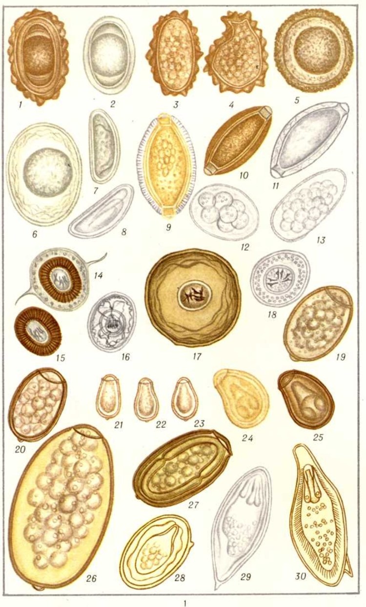 Цикл развития аскарид у собак схема