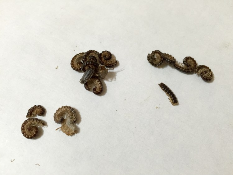 Глистная инвазия у собак