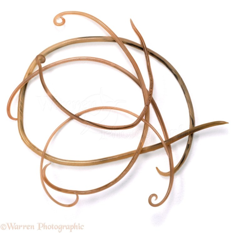 Парвовирусный энтерит собак