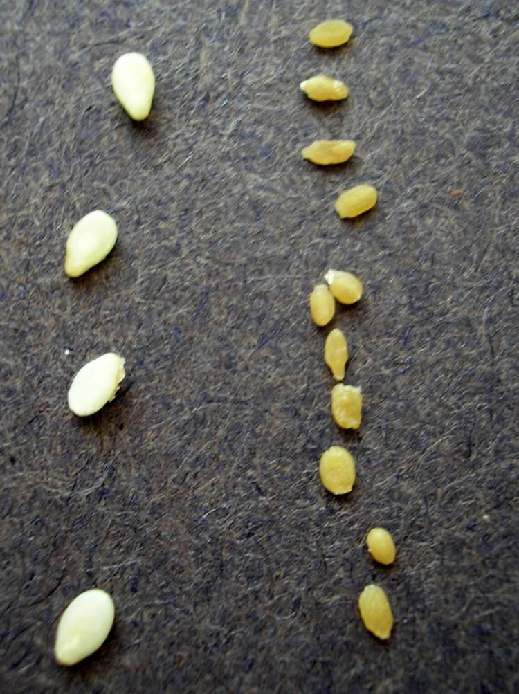 Гельминтозы дирофиляриоз