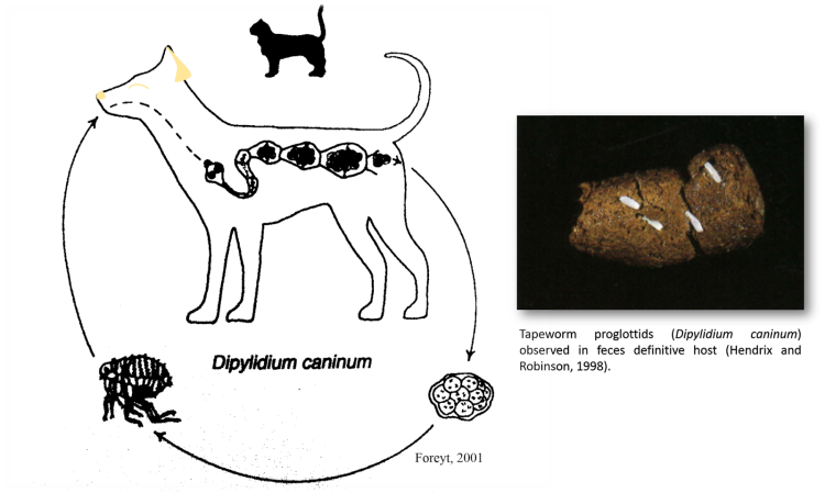 Яйца и личинки гельминтов