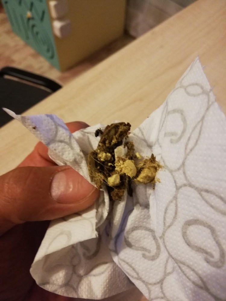 Кошачьи паразиты анкилостомы