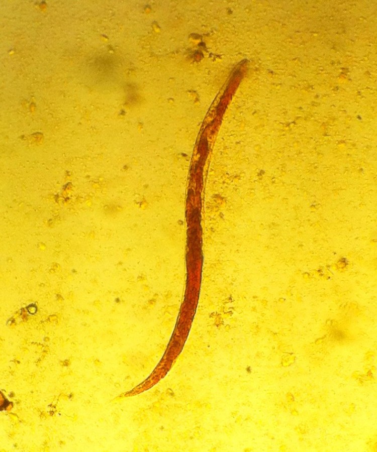 Дипилидиоз собак цикл развития