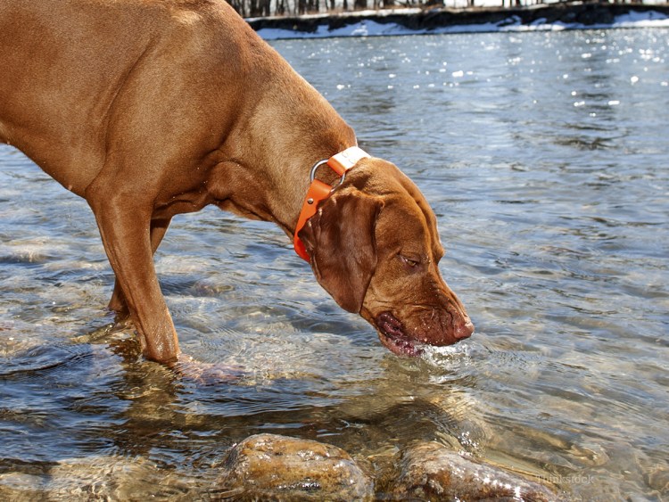 Золотистая цистообразующая картофельная нематода