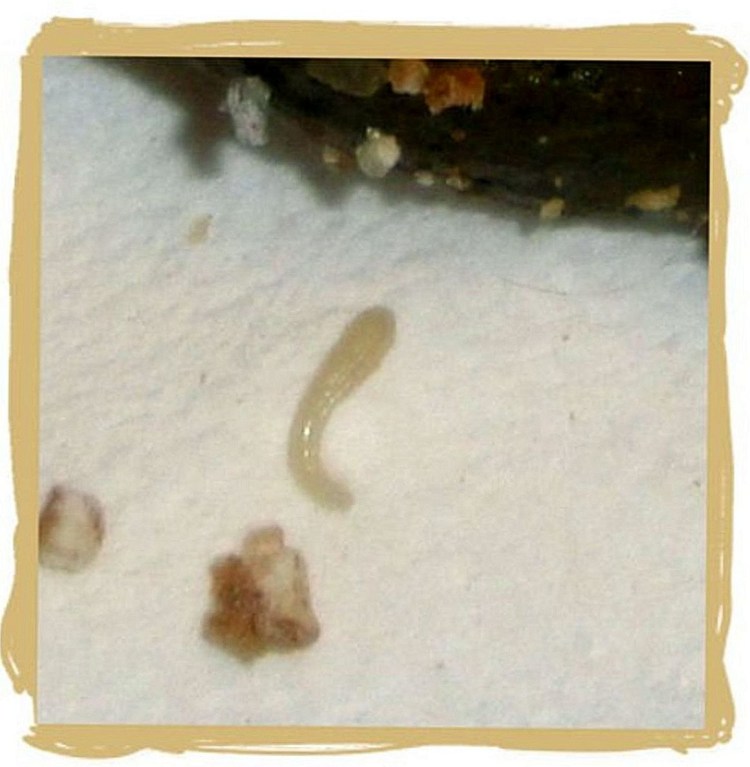 Собака пьет из водоема