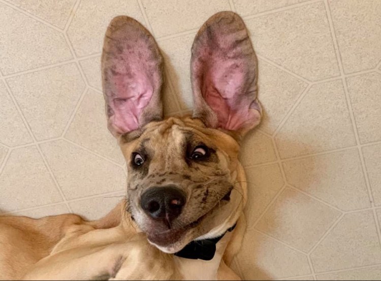 Мочевой пузырь собаки анатомия