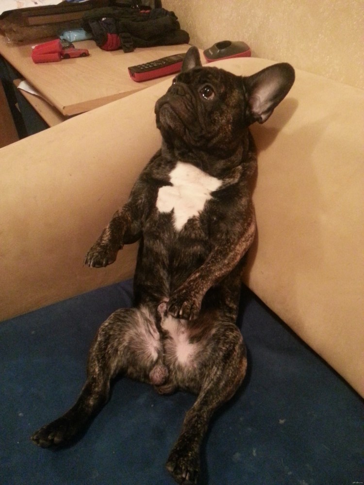 Воспаление слюнных желез у собаки