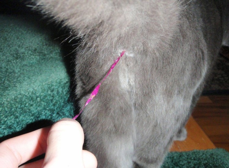 Мопс стандарт породы