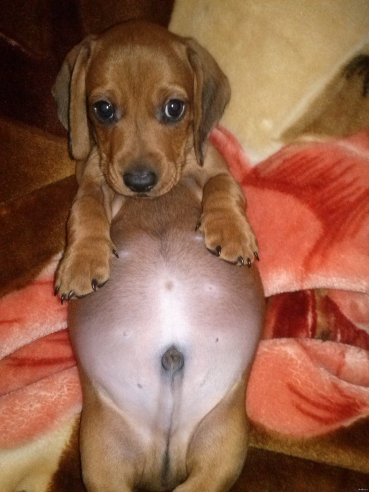 Попа собаки