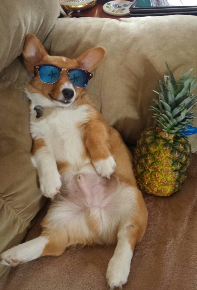 Беременный бульдог