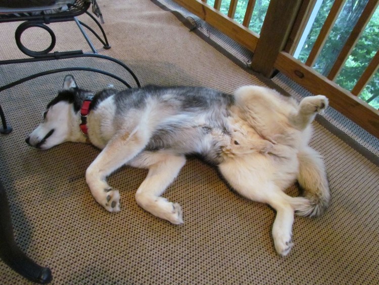 Самка собаки вид сзади