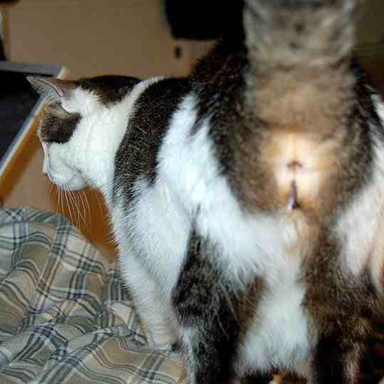 Бультерьер