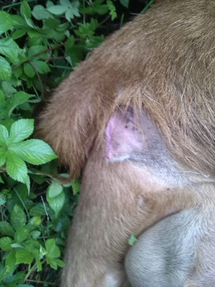 Член собаки крупным планом