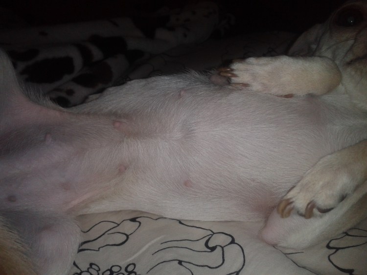 Лимфоэкстравазат ретривер