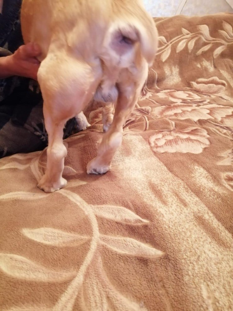 Половые органы всех животных