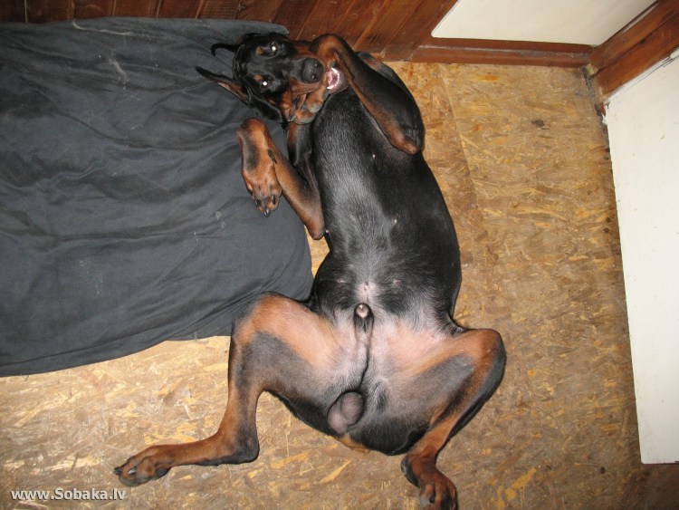 Член кобеля немецкой овчарки