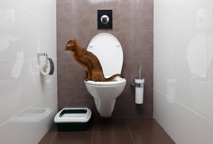 Коты которые ходят на унитаз