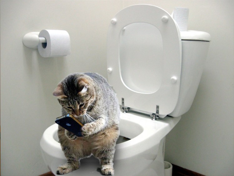 Кот ходит на унитаз