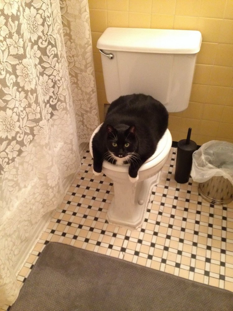 Котик в туалете