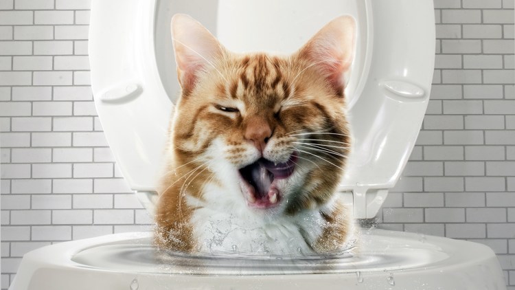 Кот на унитазе с телефоном