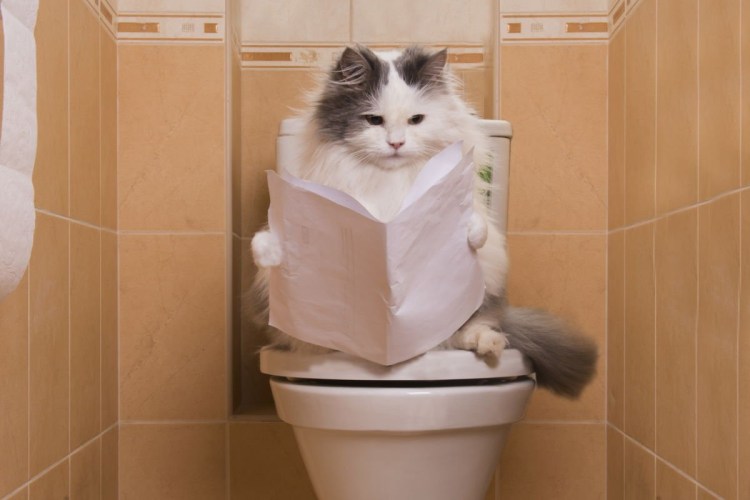 Унитаз для кошек