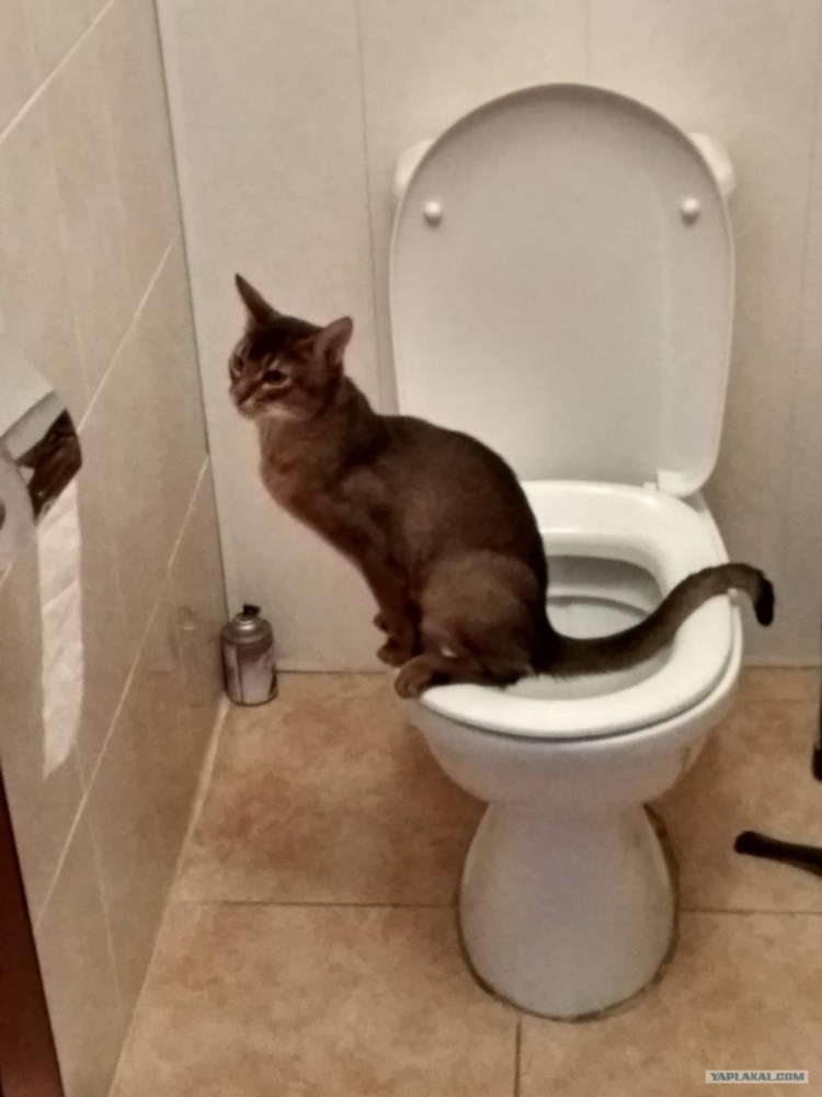 Красивый кошачий туалет