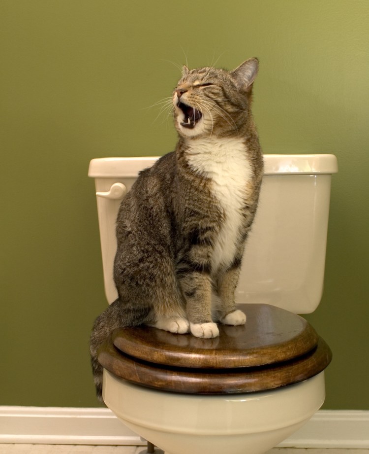 Смешные коты на унитазе