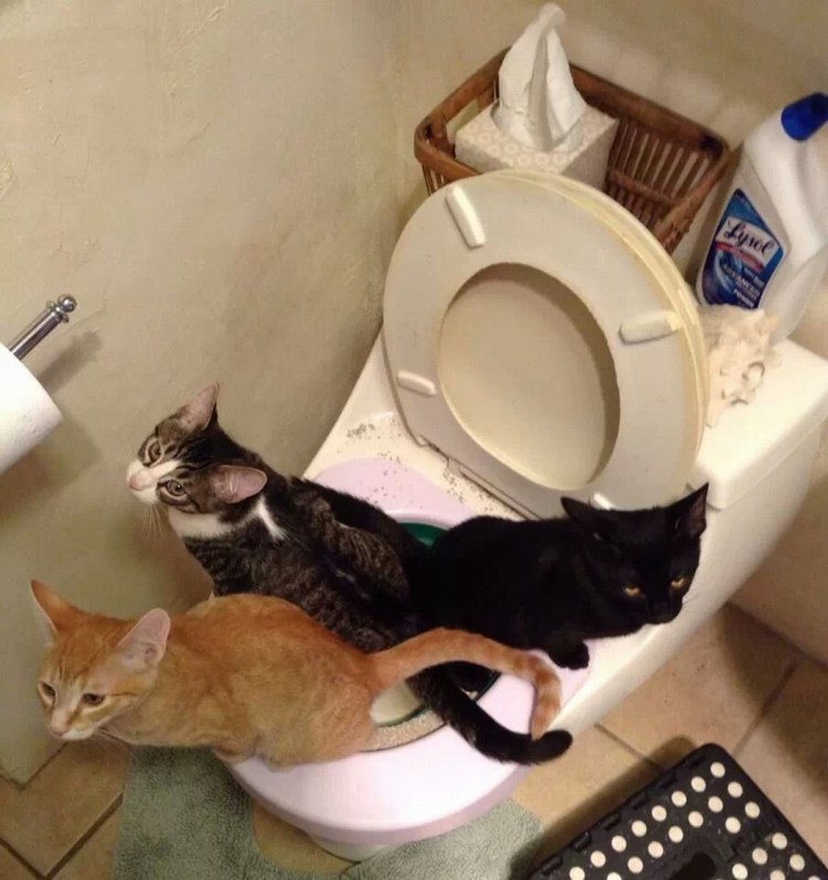 Кошачий туалет под раковиной