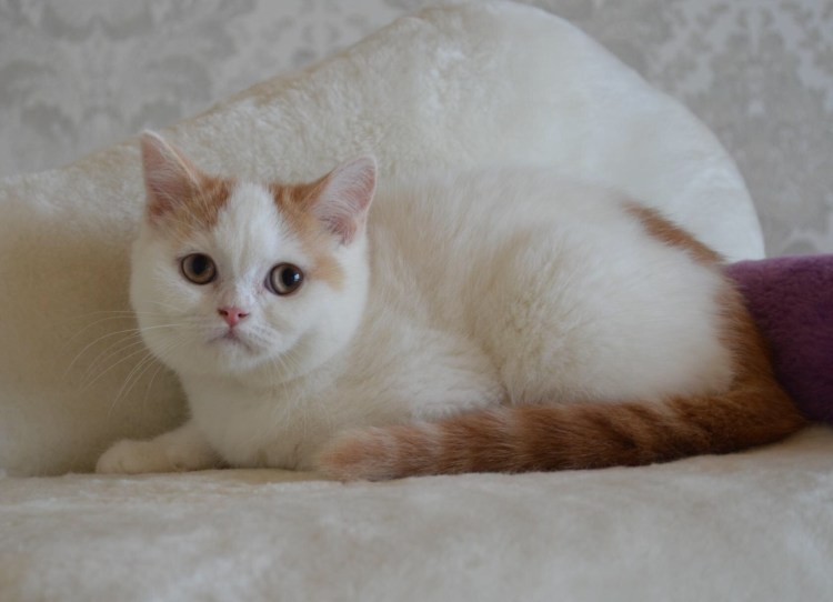 Окрас Арлекин у кошек