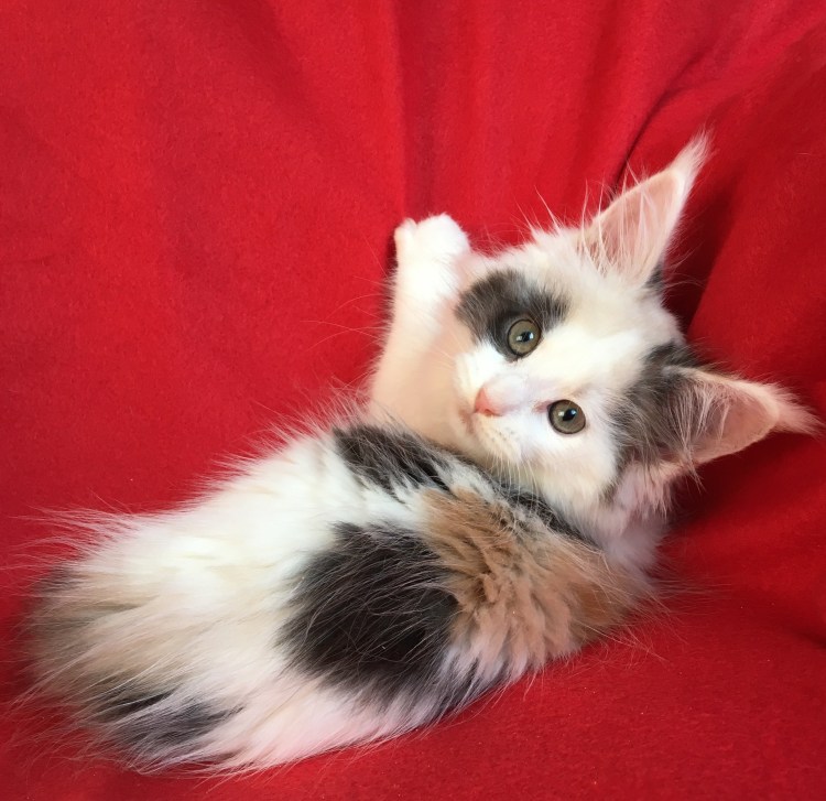 Скоттиш фолд биколор