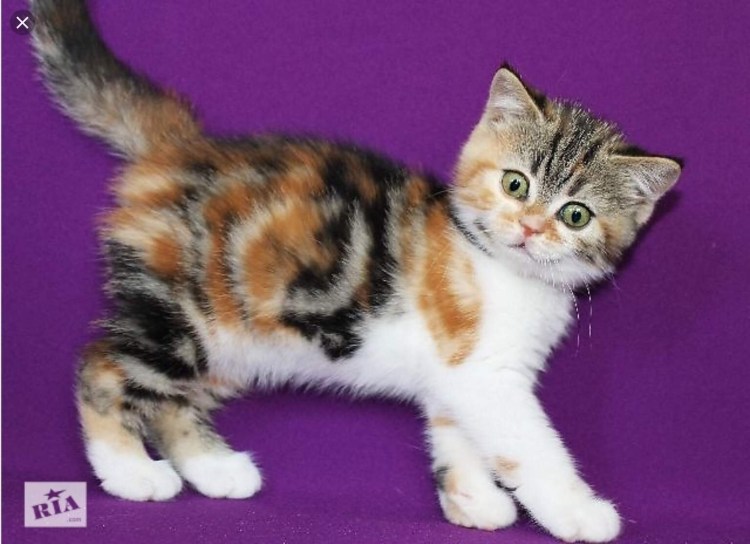 Шотландская вислоухая кошка окрас Арлекин