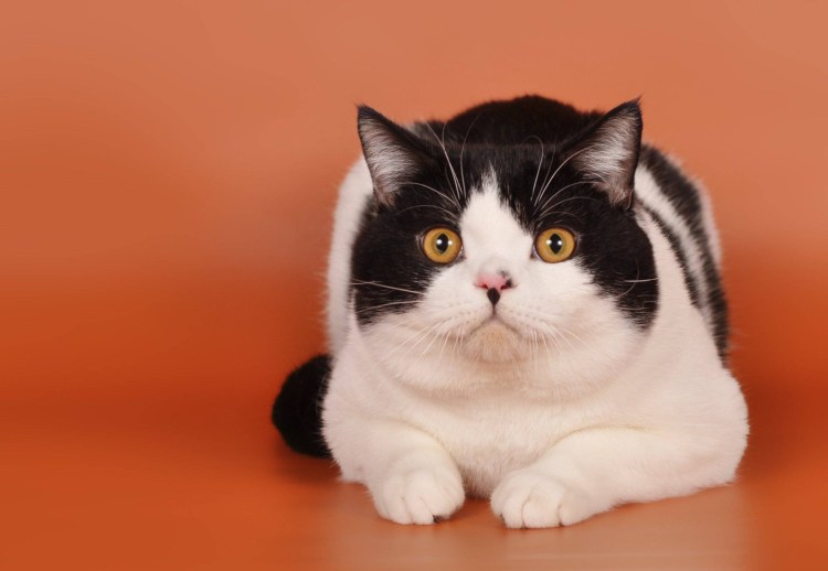 Шотландская вислоухая трехшерстная кошка