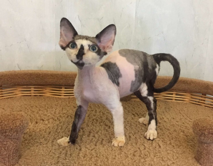 Мейн кун окрас Арлекин