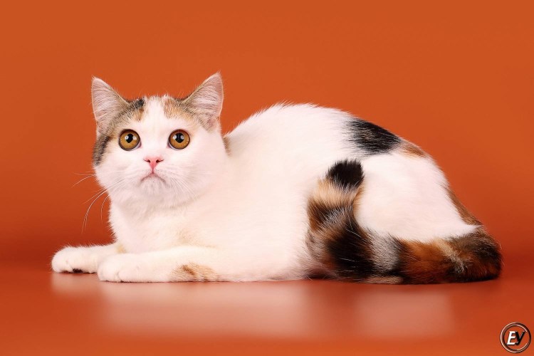 Скоттиш страйт биколор Арлекин