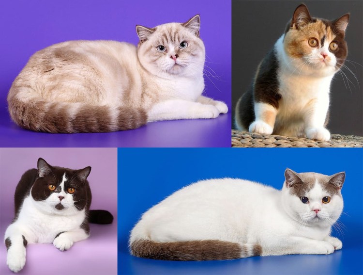 Порода кошек Арлекин