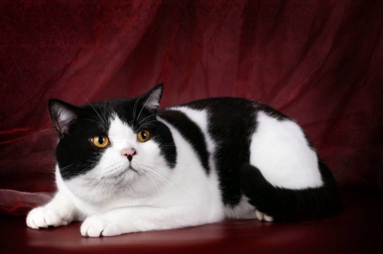 Сибирская трехшерстная кошка