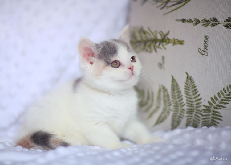 Трёхцветная кошка Арлекин