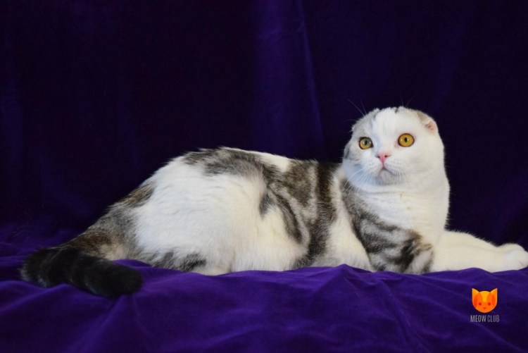 Британская Калико