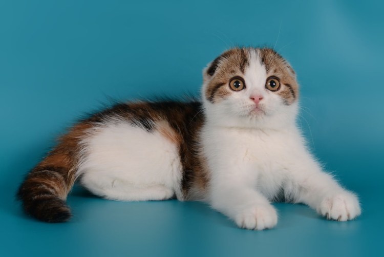 Порода британский микс черно белая