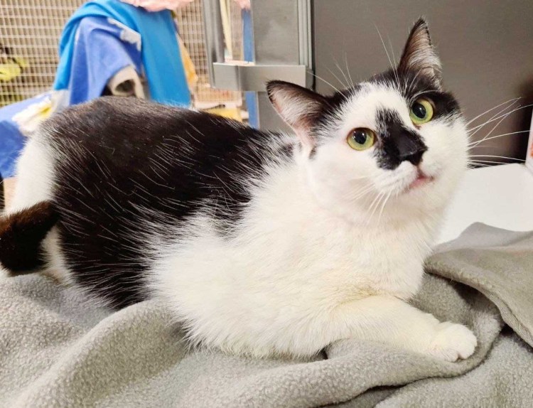 Скоттиш страйт биколор Арлекин