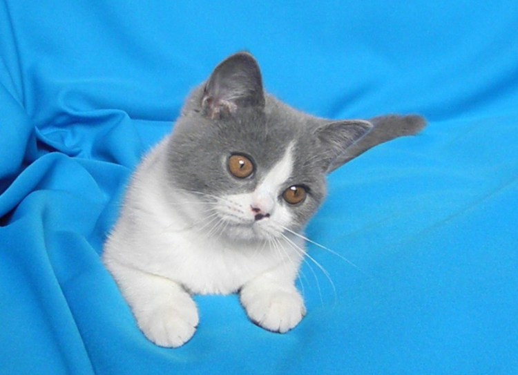 Шотландская вислоухая фавн Арлекин