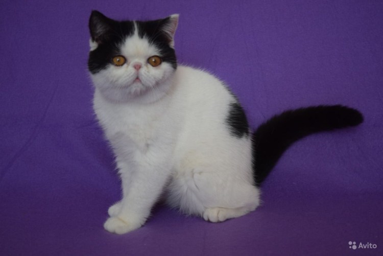 Экзот окрас белый Арлекин