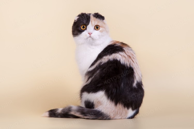 Шотландская вислоухая кошка Арлекин