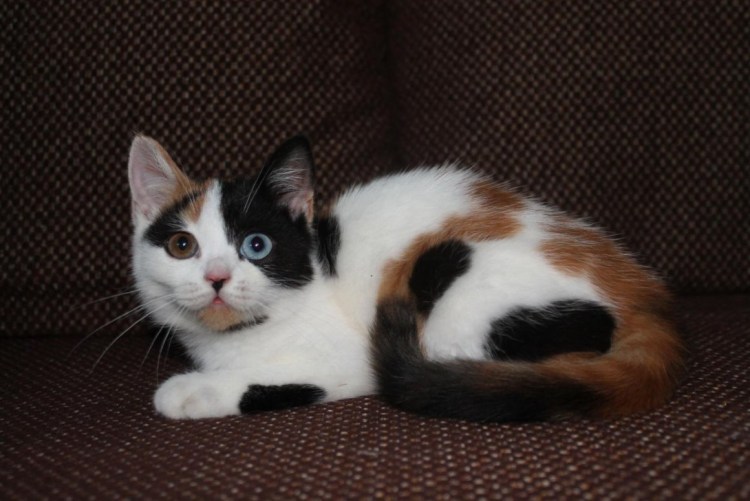 Порода кошек Арлекин